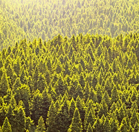 Fir tree forest.