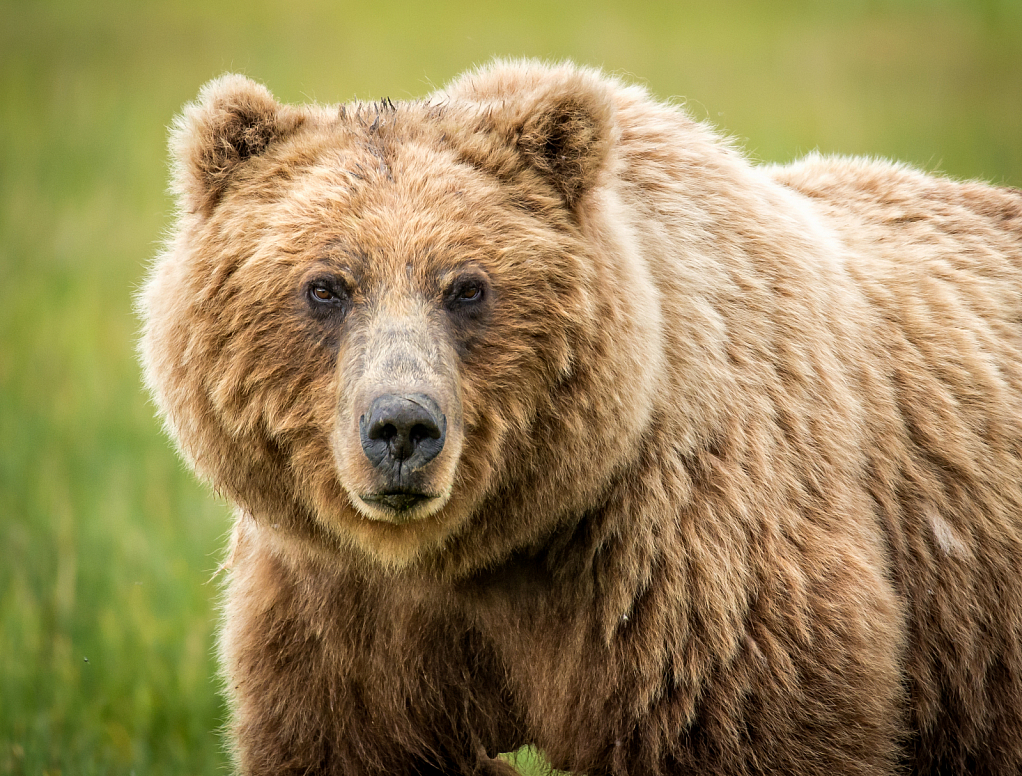 Grizzly Portrait