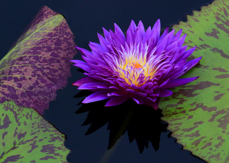 Purple Waterlily