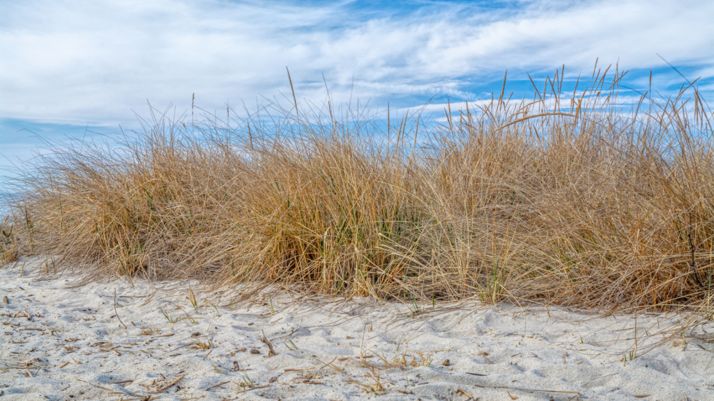 Beach Front Property