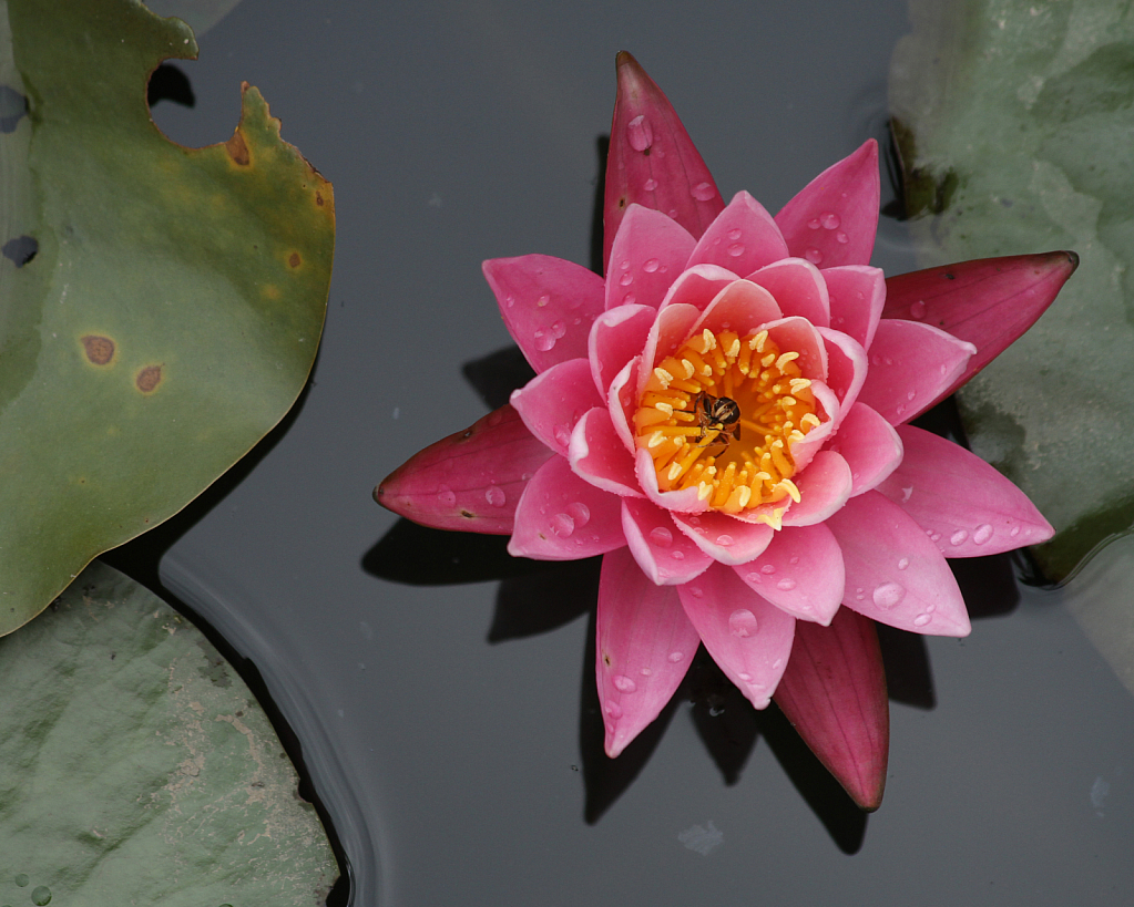 water lilly 2
