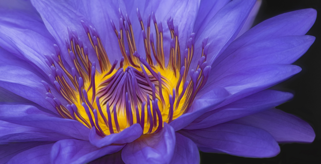 Purple Water Lily