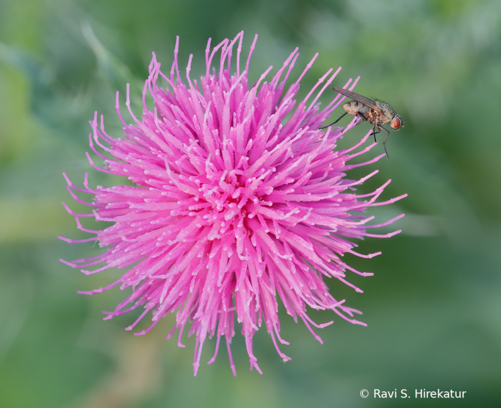 A fly on Milk Thistle flower - ID: 15742765 © Ravi S. Hirekatur