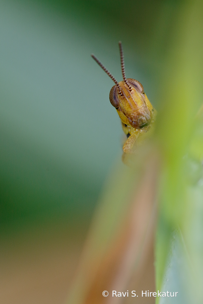 Grasshopper - ID: 15742766 © Ravi S. Hirekatur