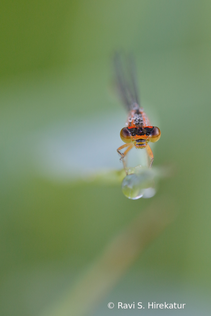 Face to face with Damselfly - ID: 15742772 © Ravi S. Hirekatur