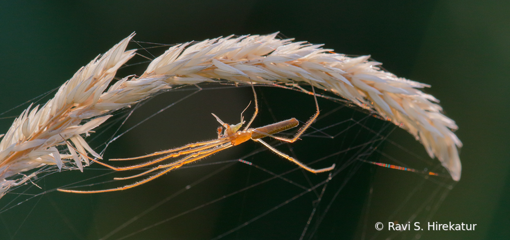 Long Jawed Orbweaver spider - ID: 15742773 © Ravi S. Hirekatur
