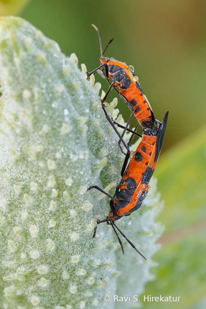 Mating Milkweed beetles - ID: 15742774 © Ravi S. Hirekatur