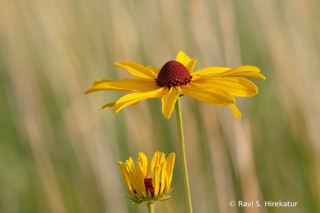 Sweet Cone Flower - ID: 15742776 © Ravi S. Hirekatur