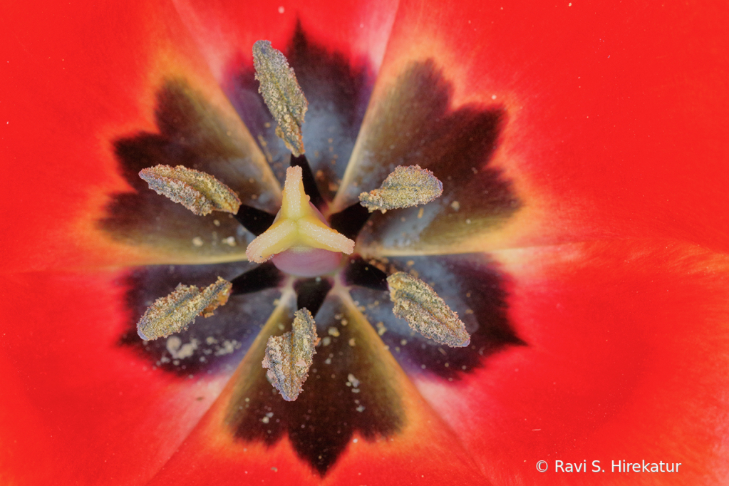 Tulip - ID: 15742779 © Ravi S. Hirekatur