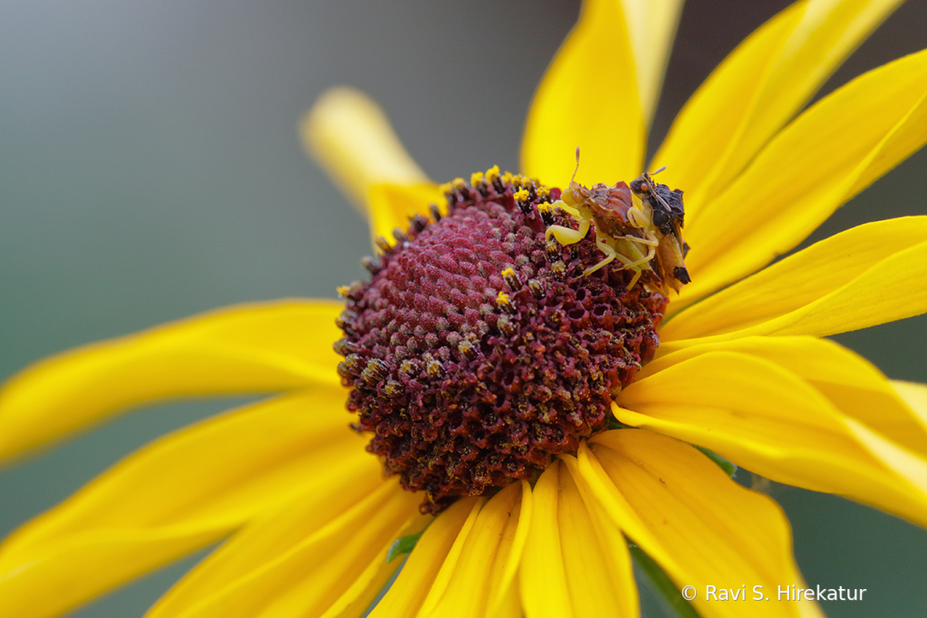 Mating Ambush bugs - ID: 15742781 © Ravi S. Hirekatur