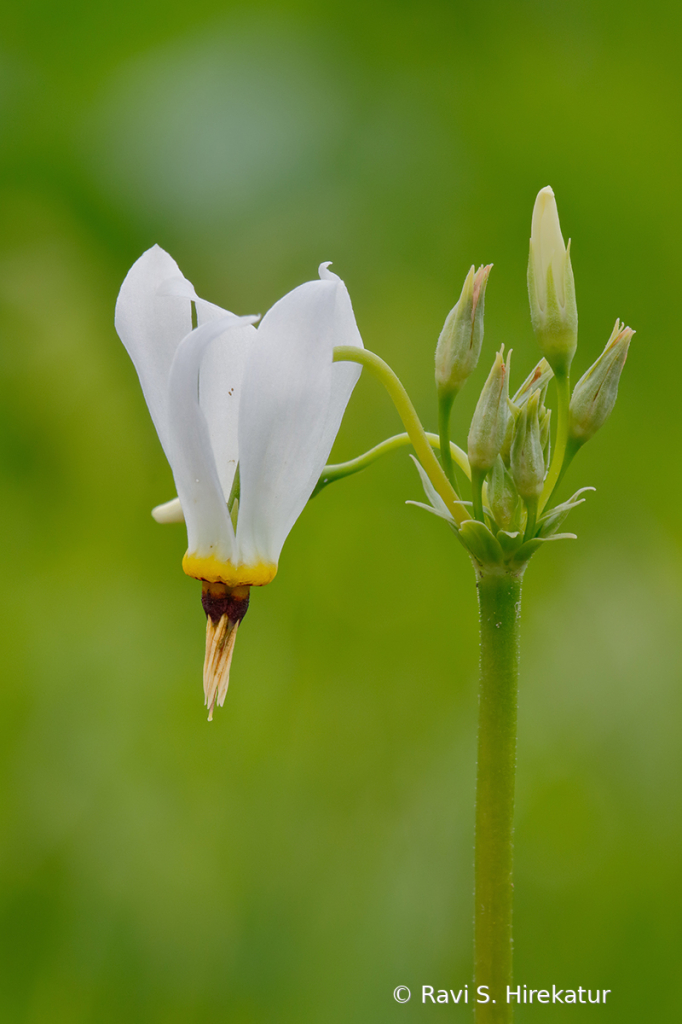 Shooting star - ID: 15742800 © Ravi S. Hirekatur