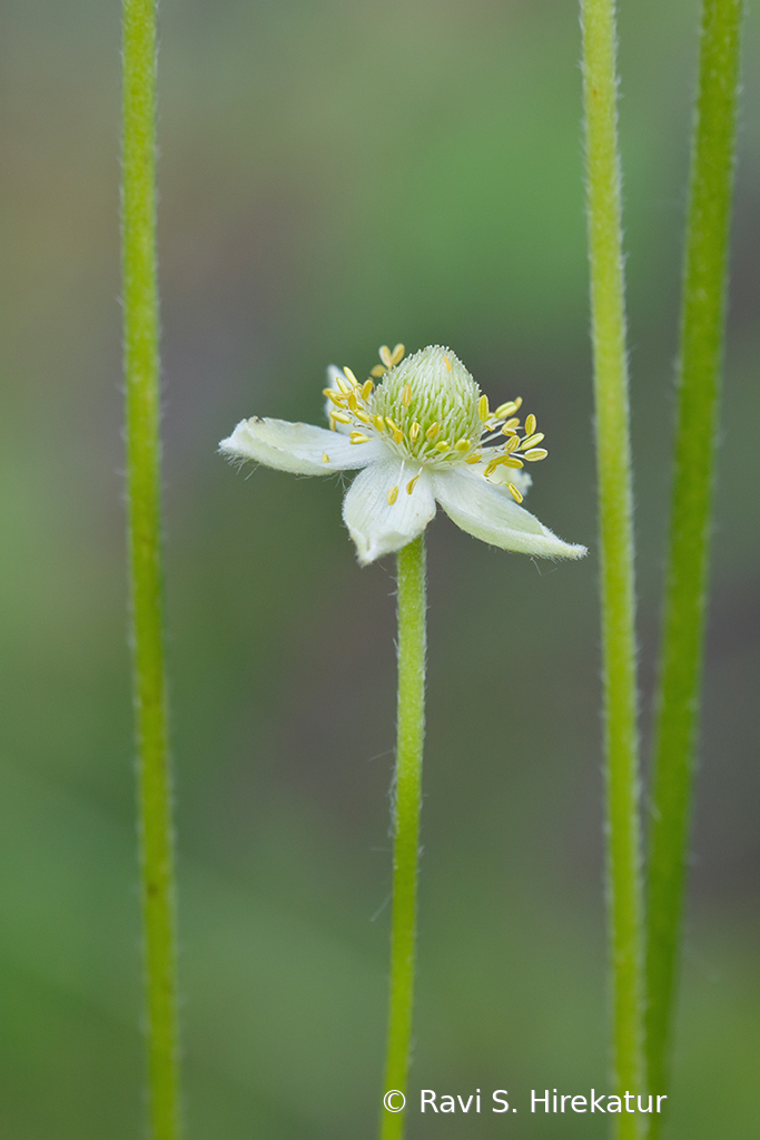 Thimbleweed - ID: 15742801 © Ravi S. Hirekatur