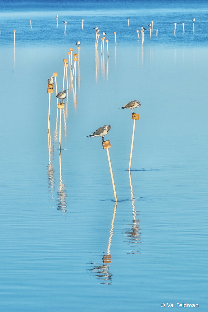 The Preening Posts