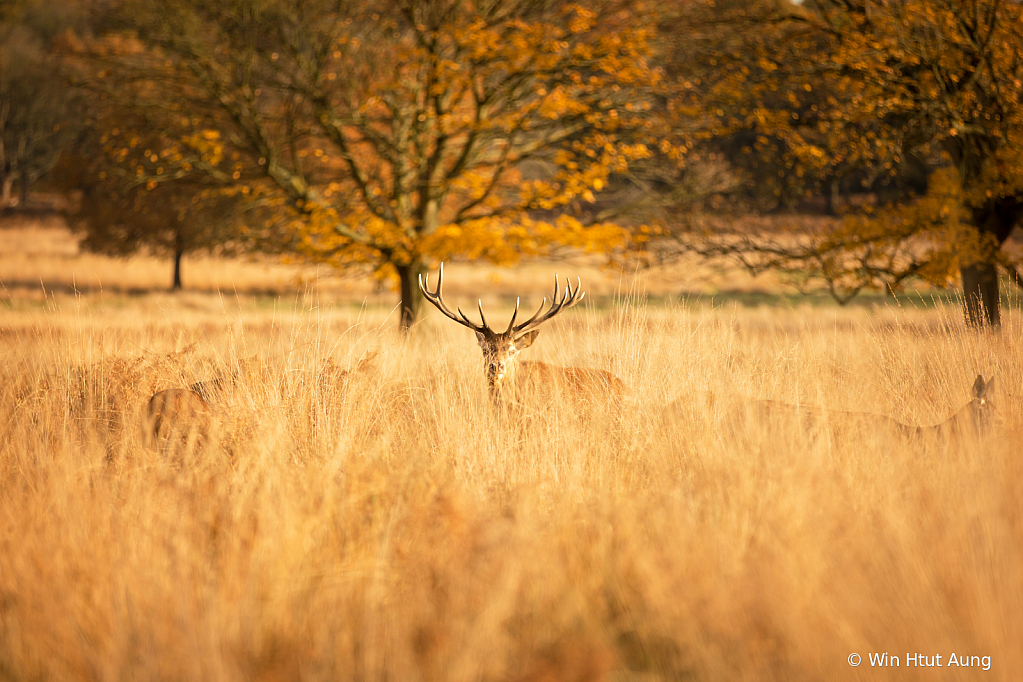 Autumn at Richmond Park