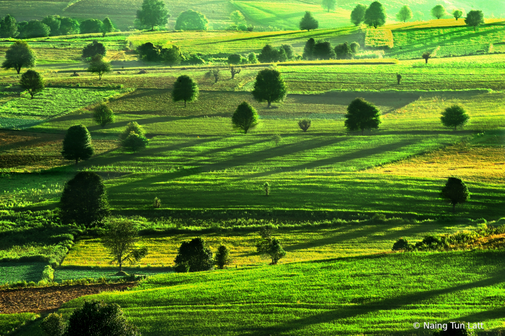 Green carpet