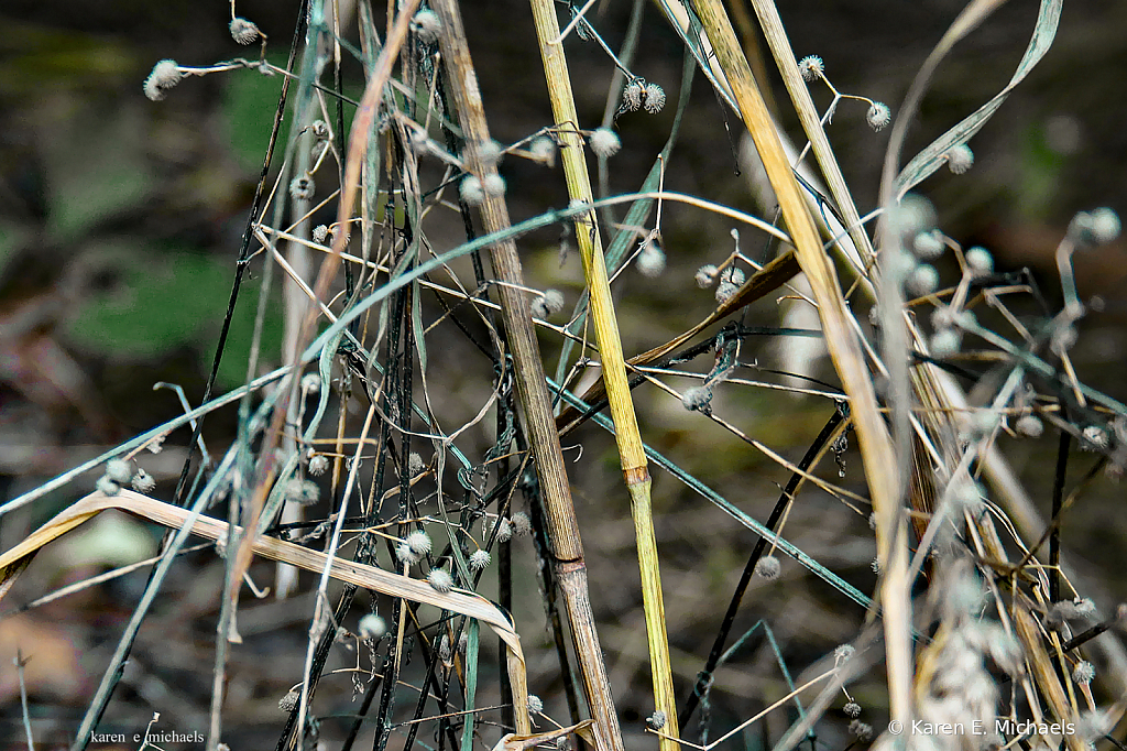 Forest Floor Lines - ID: 15742859 © Karen E. Michaels