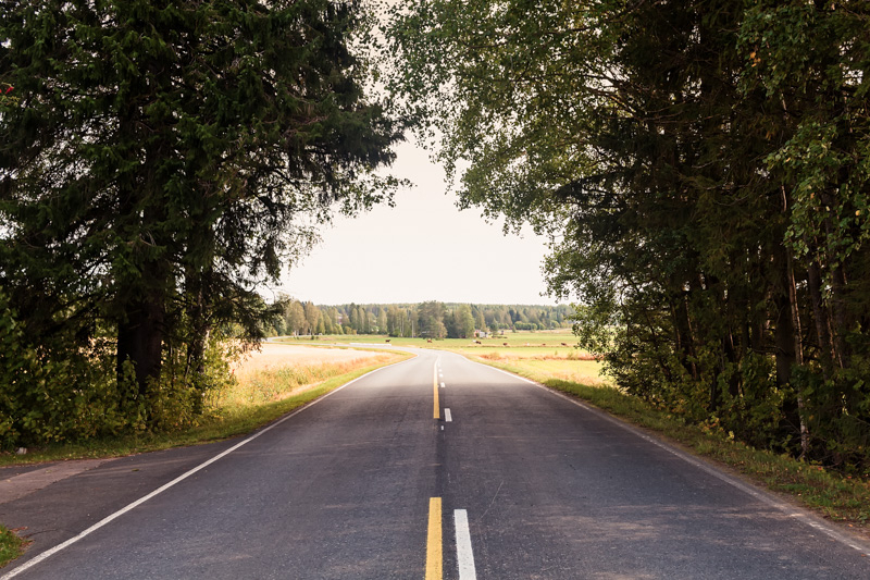 Curvy Road Under The Trees