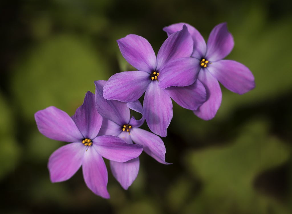 Creeping Phlox   