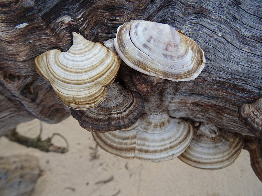 Seashell and mushroom
