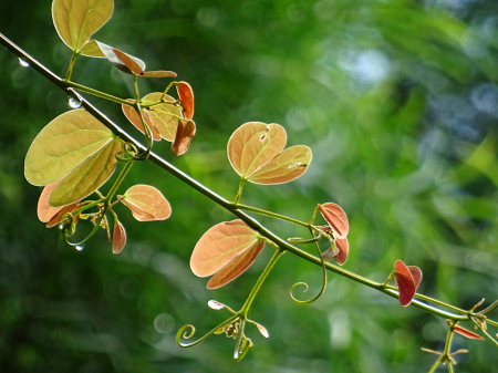 Bauhinia leaves-2