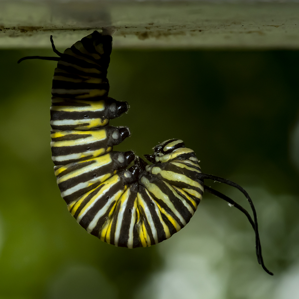 Monarch Caterpillar