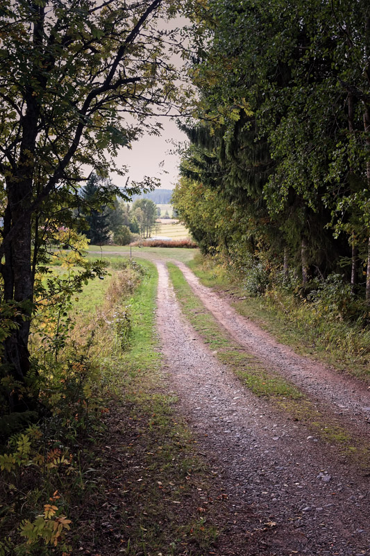 Gravel Road By The Trees