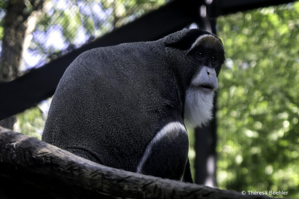 Animals - De Brazza's Monkey