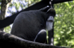 Animals - De Braz...
