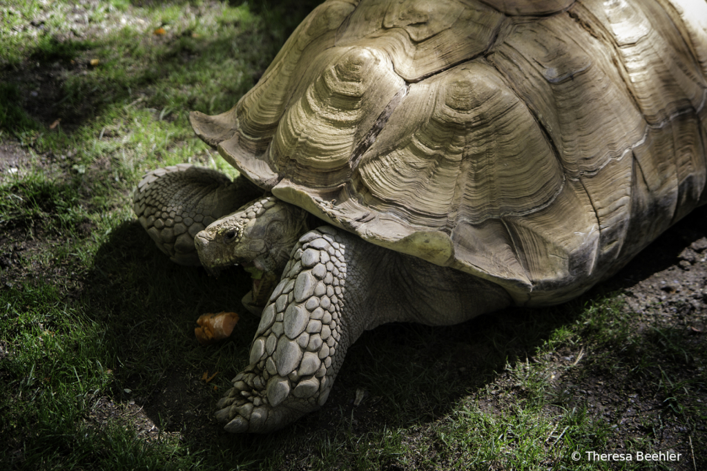 Animals - African spurred tortoise - ID: 15743703 © Theresa Beehler