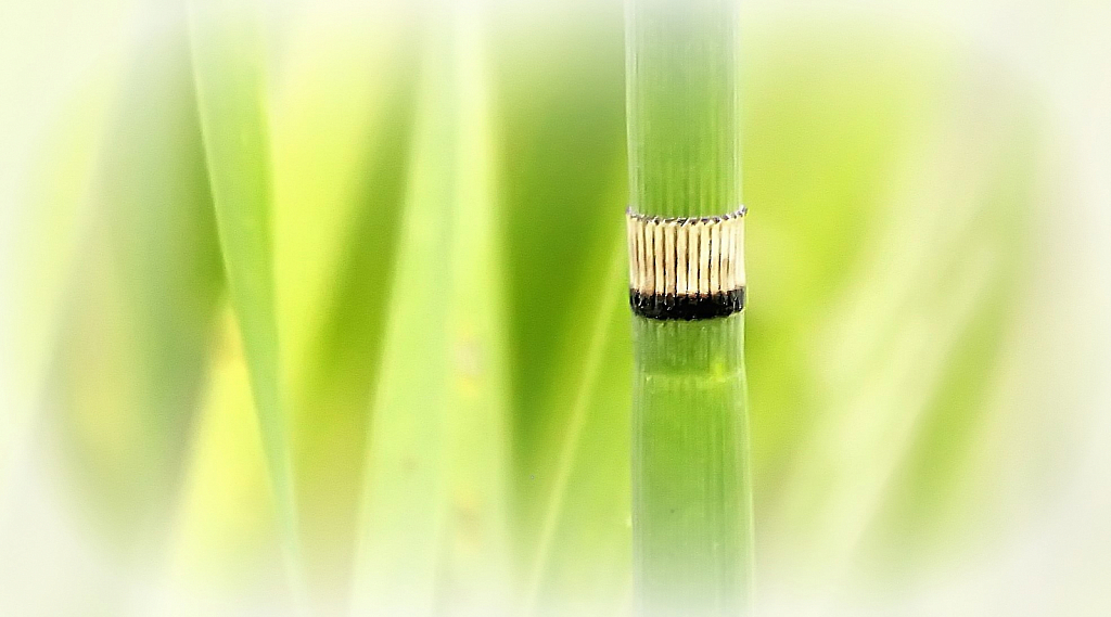 The Pull-Apart Plant