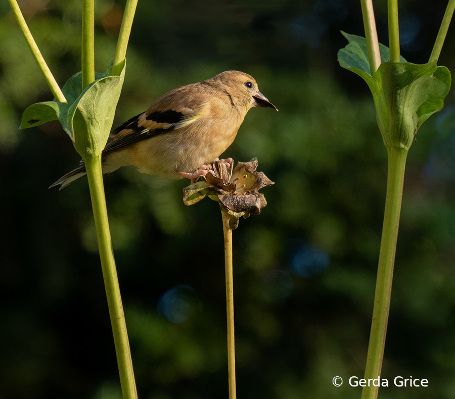 Sparrow on Flower Stalk