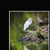 C5D419090811976SnowyEgretSmall - ID: 15743850 © Ronald W. Shimanek