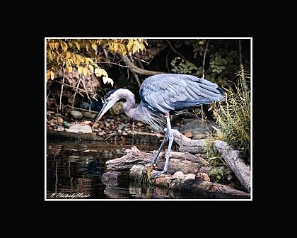 C5D419090812030GreatBlueHeronSmall - ID: 15743851 © Ronald W. Shimanek