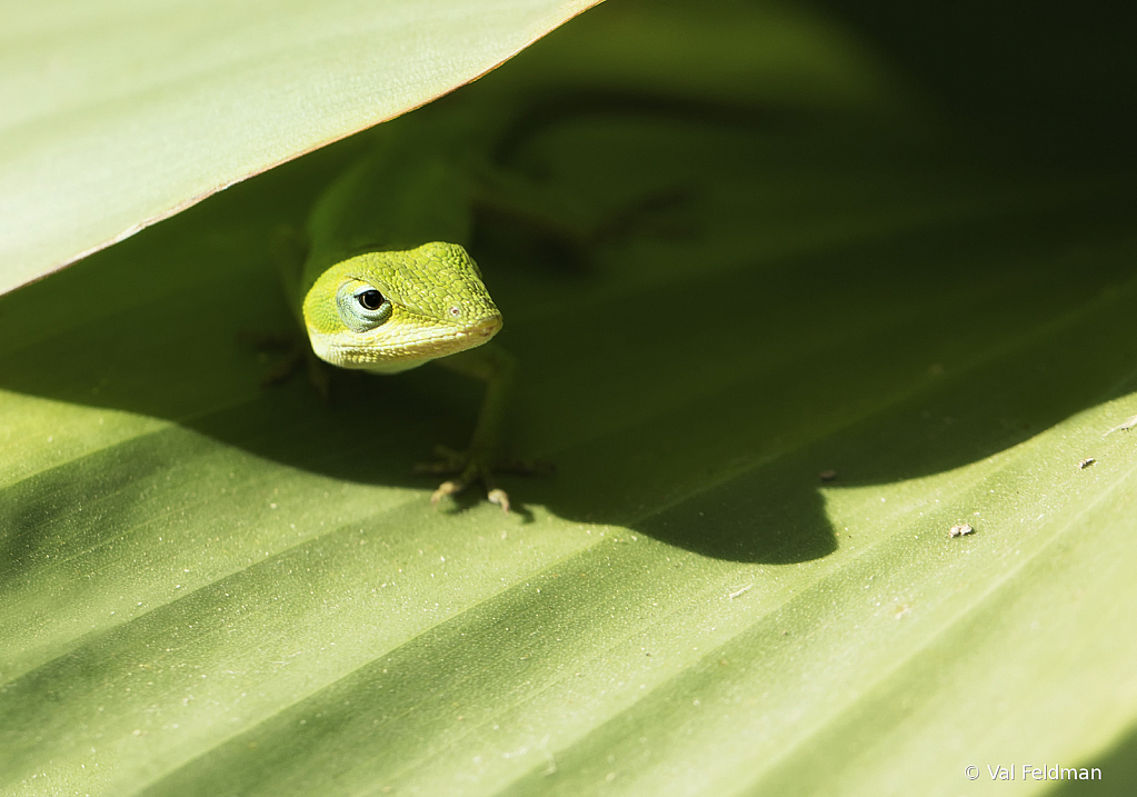 Peeking Out