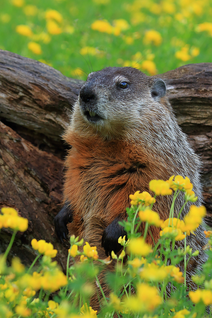 Hedgehog in Flowers