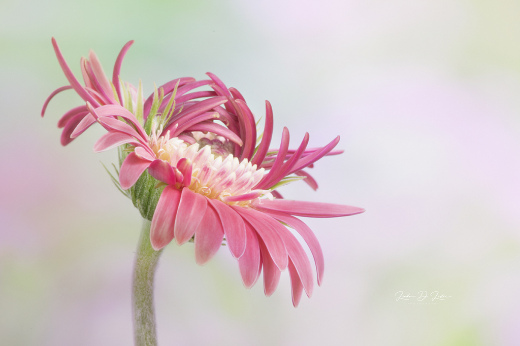 Opening of a Gerber Daisy