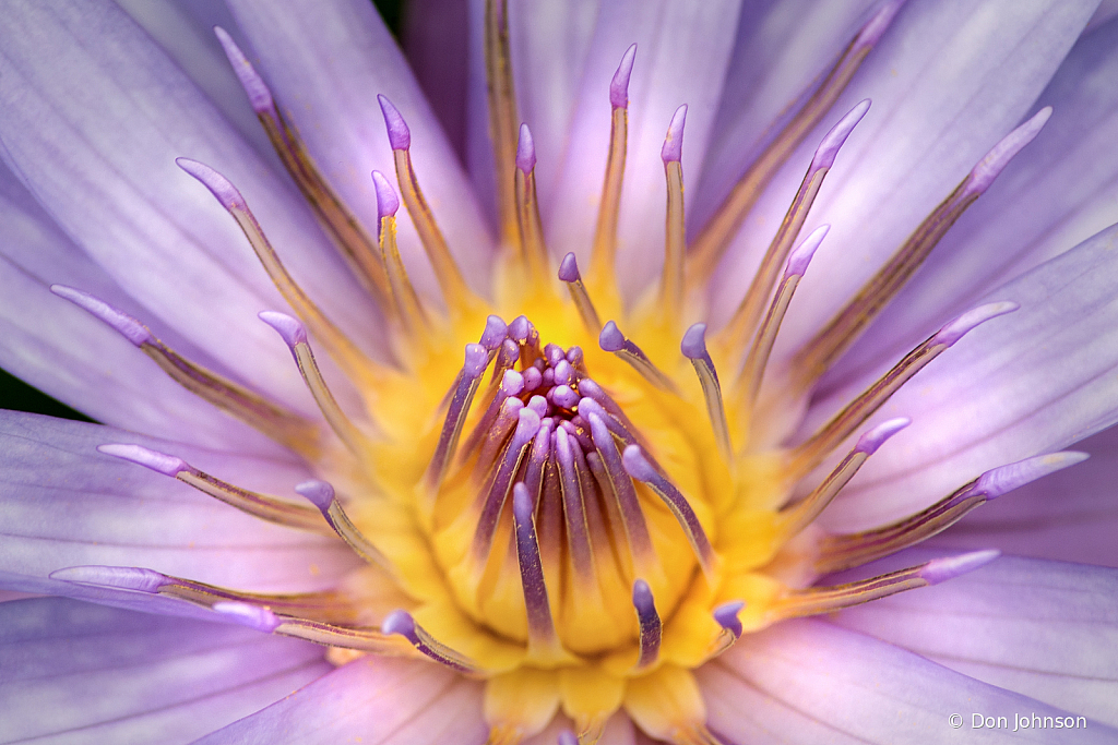 Inside a Water Lily 9-11-19 343