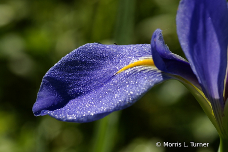 dew-filled wild blue iris