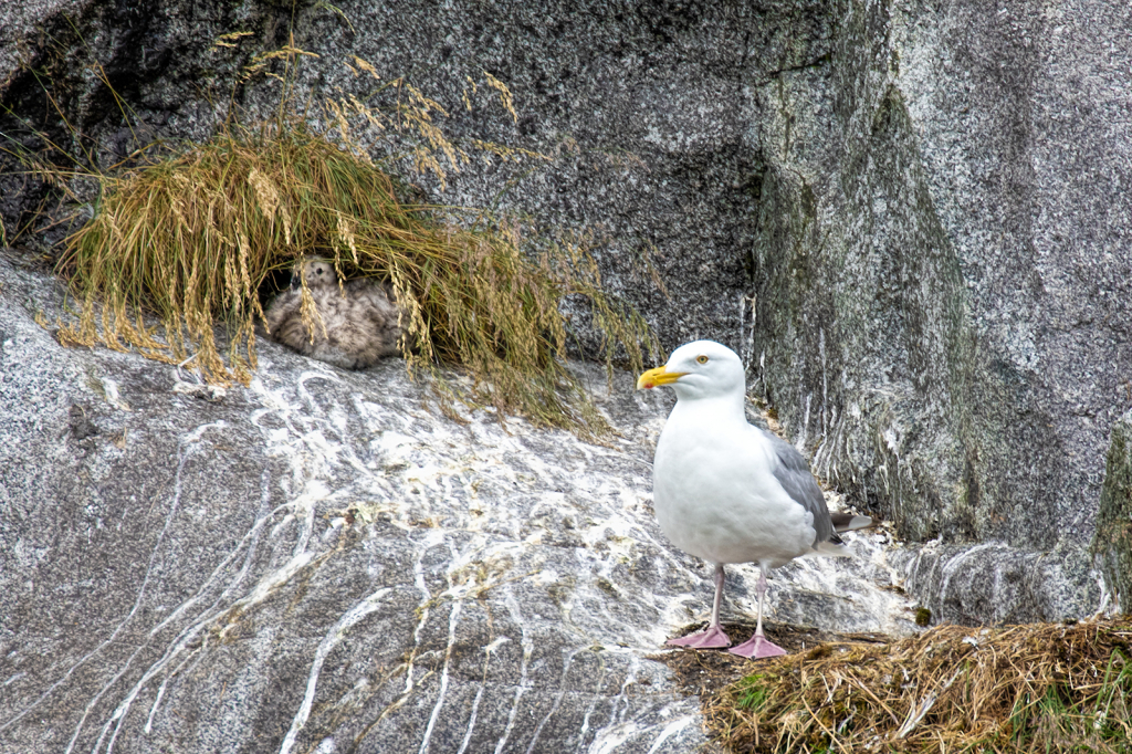 Kittiwake Chick in Hiding  