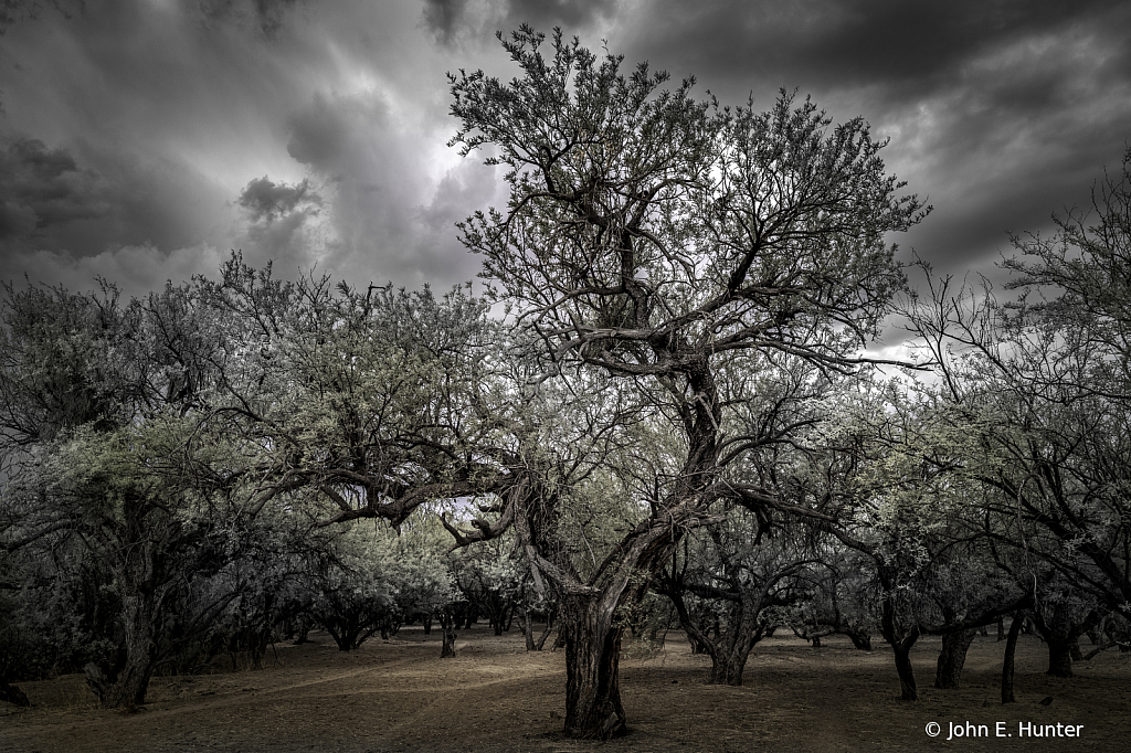 Wild Horse Trails Coon Bluff, Az - ID: 15744495 © John E. Hunter