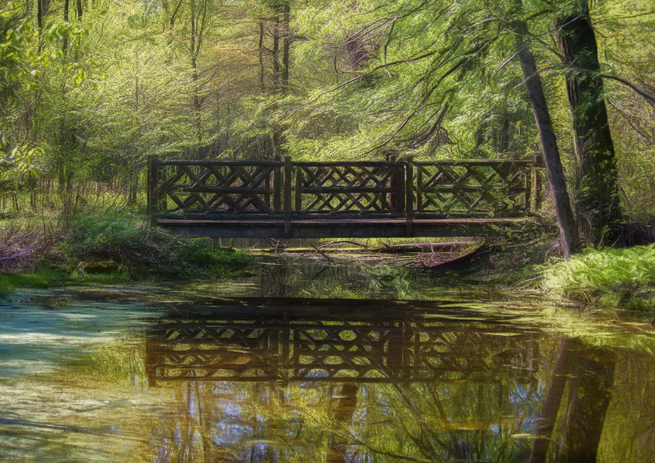 Bridge in the Forest