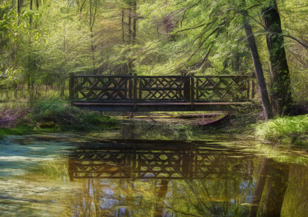 Bridge in the Forest