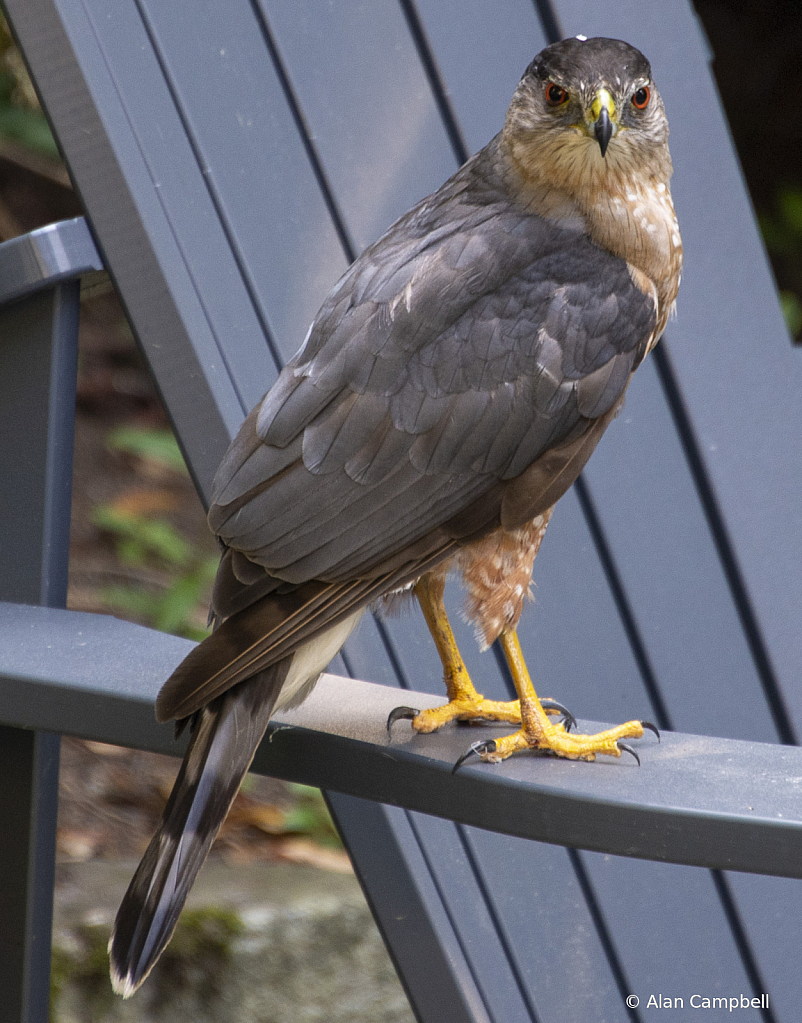 Coopers Hawk stopping for  Visit