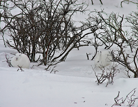 Arctic Hares