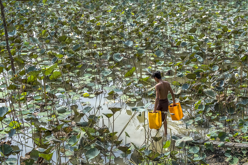 carrying water from lotus lake