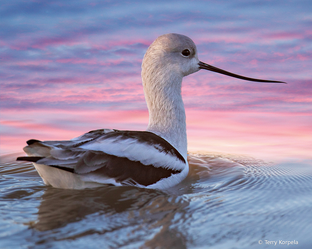 American Avocet - ID: 15744576 © Terry Korpela