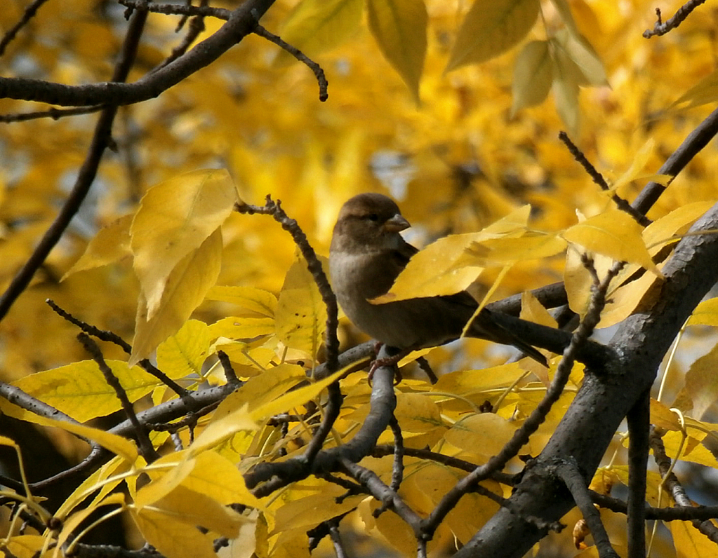 house sparrow in fall