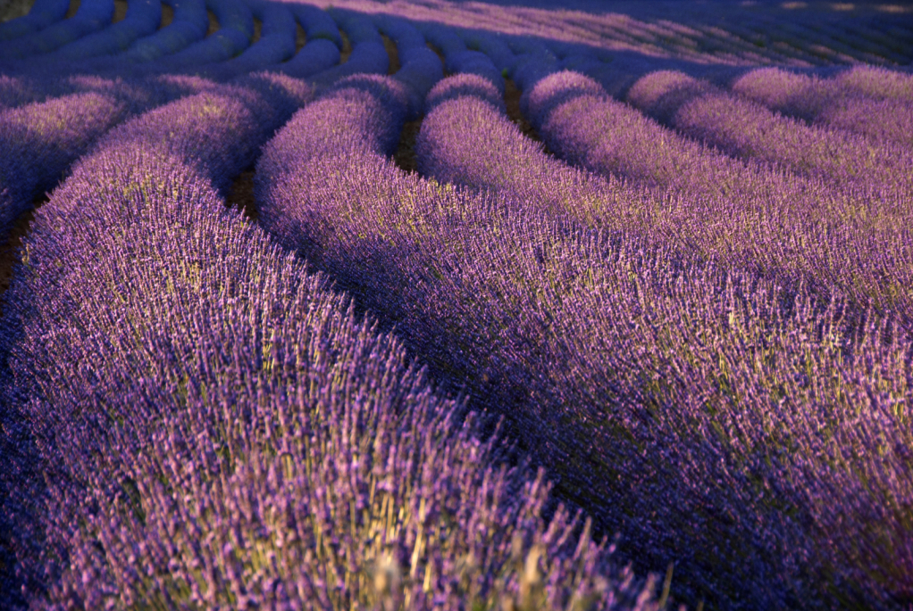 Undulating Lavender