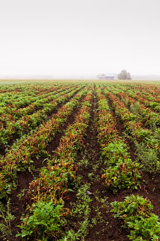 Rows Of Potato On A Misty Morning