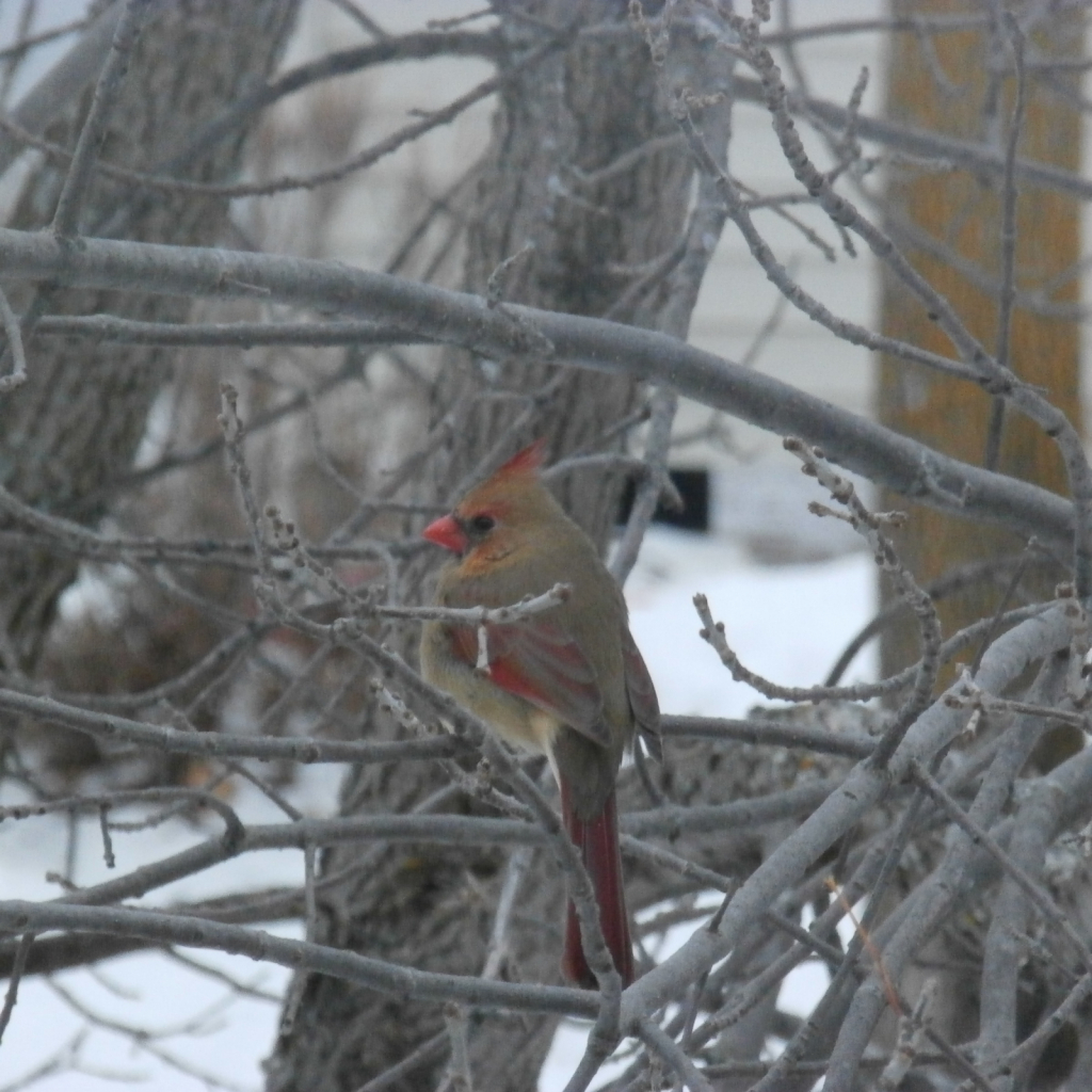 winter female cardinal